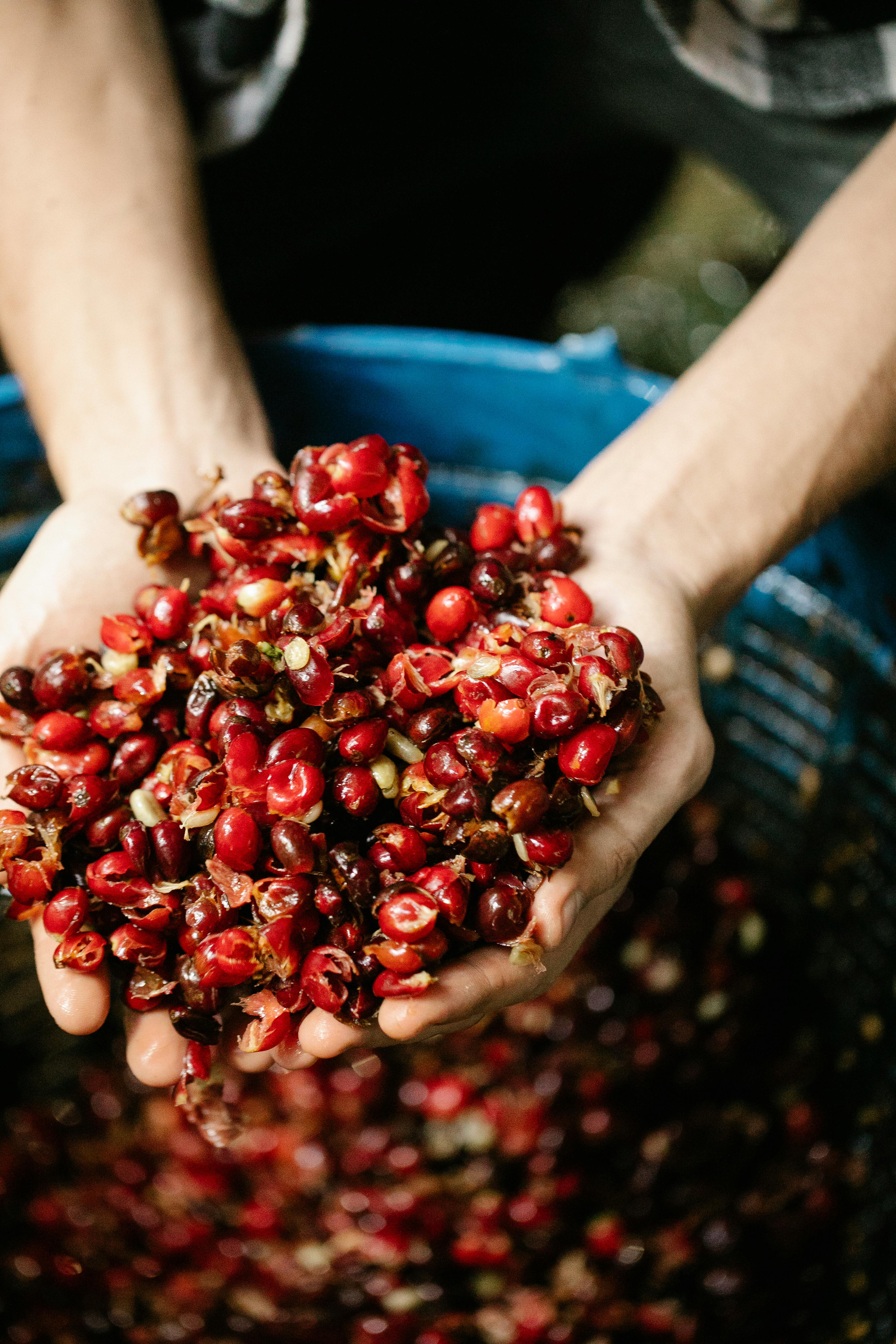Hands holding freshly picked coffee cherries